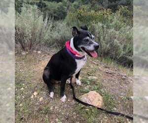 Marni - Female Boxer-Unknown Mix Dog for Adoption - Photo #18