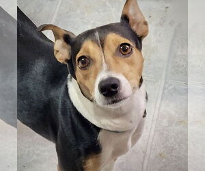 Rat Terrier-Unknown Mix Dogs for adoption in Atlanta, GA, USA