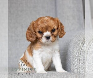 Cavalier King Charles Spaniel Puppy for sale in NARVON, PA, USA