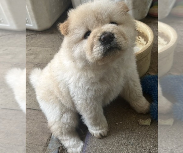 Medium Photo #1 Chow Chow Puppy For Sale in FONTANA, CA, USA