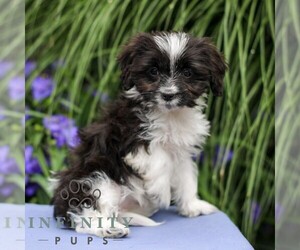 Cavapoo Puppy for sale in EAST EARL, PA, USA