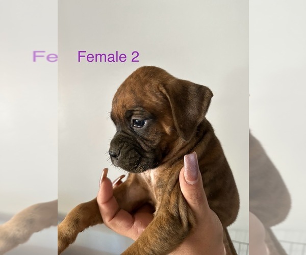 Medium Photo #7 Boxer Puppy For Sale in MORENO VALLEY, CA, USA