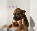 Small #6 Boxer