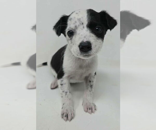 Medium Photo #1 Mutt Puppy For Sale in Brewster, NY, USA