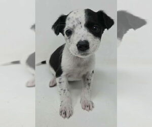 Mutt Dogs for adoption in Brewster, NY, USA