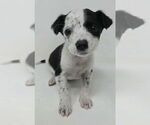 Small Mutt