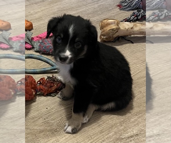 Medium Photo #1 Miniature Australian Shepherd Puppy For Sale in FORT MORGAN, CO, USA
