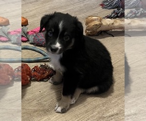 Miniature Australian Shepherd Puppy for sale in FORT MORGAN, CO, USA