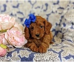 Small Photo #8 Cavapoo Puppy For Sale in NOTTINGHAM, PA, USA