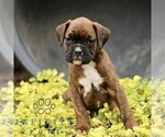 Small #1 Boxer