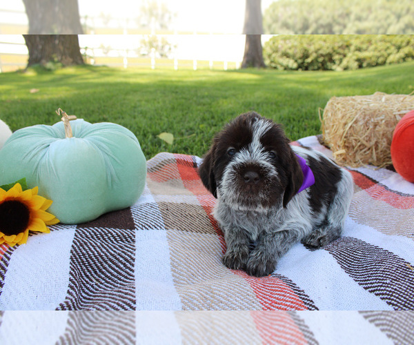 Medium Photo #2 Wirehaired Pointing Griffon Puppy For Sale in FAIRFIELD, MT, USA