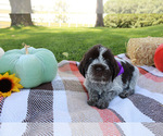 Small #1 Wirehaired Pointing Griffon