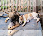 Small Photo #6 American Staffordshire Terrier-Red Heeler Mix Puppy For Sale in Arlington, VA, USA