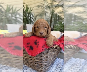 Labradoodle Puppy for Sale in FRESNO, California USA