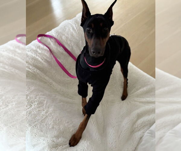 Medium Photo #4 Doberman Pinscher Puppy For Sale in Dana Point, CA, USA