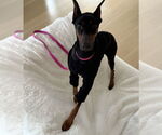 Small #3 Doberman Pinscher