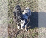 Small Photo #3 Australian Shepherd Puppy For Sale in GARLAND, NC, USA