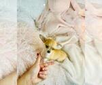 Small #20 Chihuahua