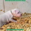 Small Photo #65 Dogo Argentino Puppy For Sale in JANE, MO, USA
