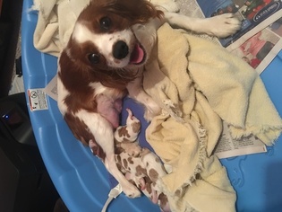 Mother of the Cavalier King Charles Spaniel puppies born on 02/20/2018