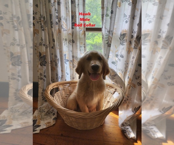 Medium Photo #1 Golden Labrador Puppy For Sale in SAYRE, PA, USA