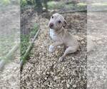 Small #12 Mutt