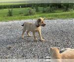 Small #2 Mutt