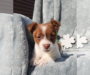 Jack Russell Terrier Litter for sale in SANDOWN, NH, USA