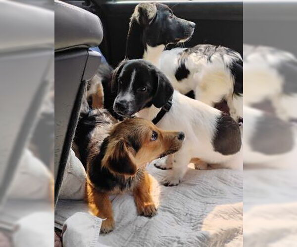 Medium Photo #3 Doxle Puppy For Sale in Mt. Laurel, NJ, USA