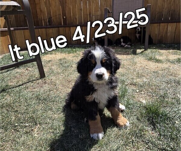 Medium Photo #42 Bernese Mountain Dog Puppy For Sale in SALMON, ID, USA