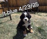 Small Photo #42 Bernese Mountain Dog Puppy For Sale in SALMON, ID, USA