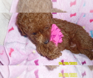Poodle (Miniature) Puppy for sale in DULUTH, GA, USA