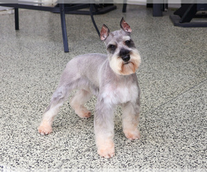 Father of the Schnauzer (Miniature) puppies born on 07/29/2026