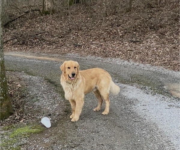 Medium Photo #1 Golden Retriever Puppy For Sale in FAIR PLAY, SC, USA