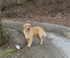Father of the Golden Retriever puppies born on 12/18/2025