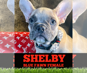 French Bulldog Puppy for sale in HEATHROW, FL, USA
