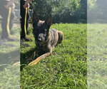 Small #3 German Shepherd Dog Mix