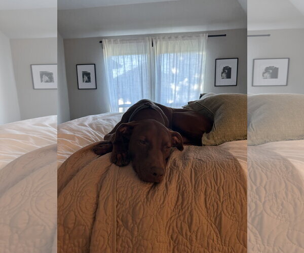 Medium Photo #3 Mutt Puppy For Sale in McKinney, TX, USA