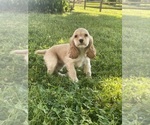 Small #1 Cocker Spaniel