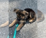 Small Photo #76 German Shepherd Dog Puppy For Sale in LA FAYETTE, NY, USA