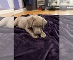 Small Photo #12 Labrador Retriever Puppy For Sale in SANTA MONICA, CA, USA