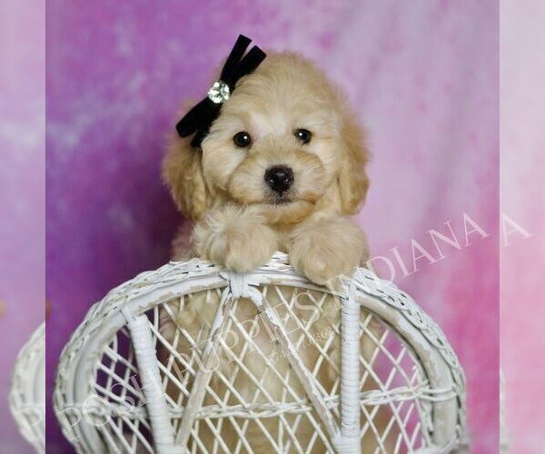 Medium Photo #3 Poodle (Miniature) Puppy For Sale in WARSAW, IN, USA