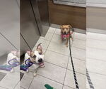 Small #10 American Pit Bull Terrier Mix