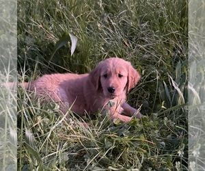 Medium Golden Retriever