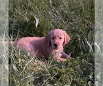 Puppy Puppy 9 aqua Golden Retriever