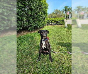 Labrador Retriever-Unknown Mix Dogs for adoption in Naples, FL, USA