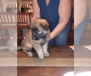 Belgian Tervuren Litter for sale in SCHERTZ, TX, USA