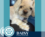 Small #3 Maltipoo