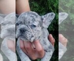 Puppy 1 American Bully-French Bulldog Mix