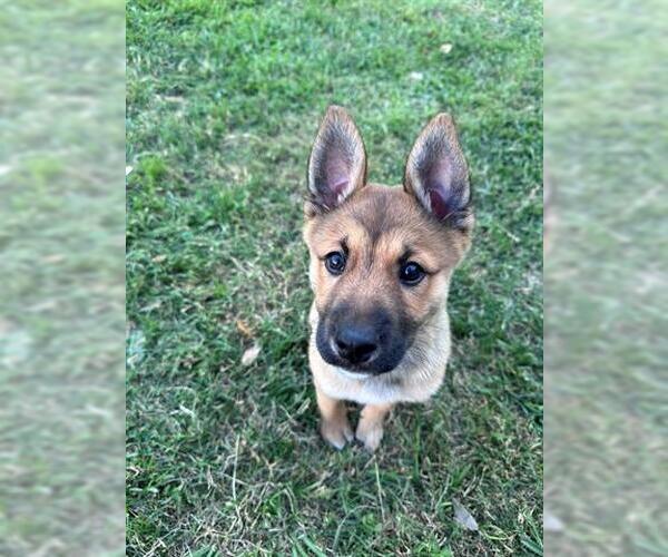 Medium Photo #1 German Shepherd Dog Puppy For Sale in Houston, TX, USA